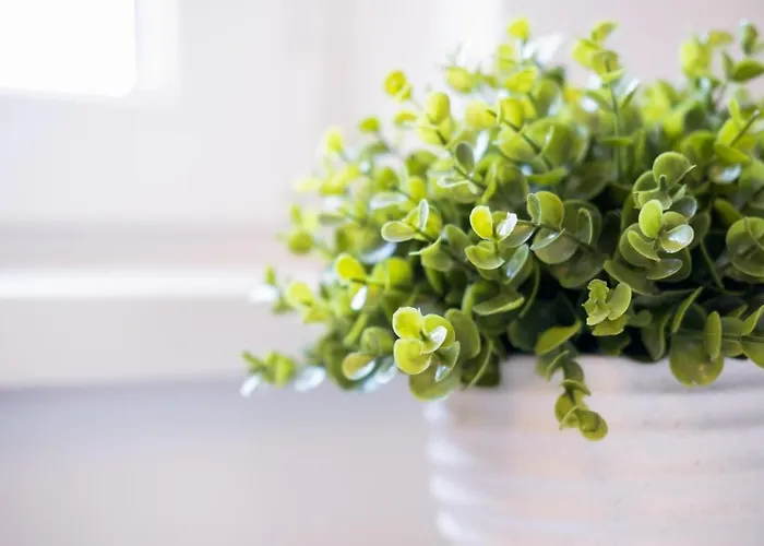 Myflat Nuvola Σίοφοκ